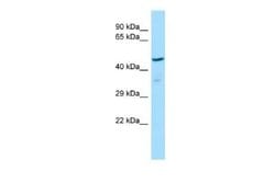 ZNF707 Rabbit anti-Rat, Polyclonal, Novus Biologicals:Antibodies:Primary